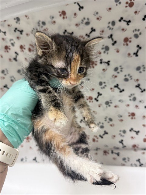 PEACHES - Domestic Short Hair available for adoption