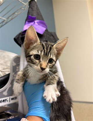 BINX - Domestic Short Hair available for adoption