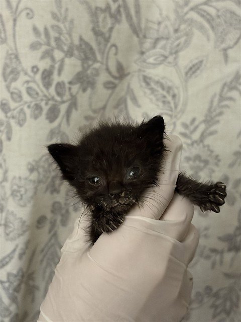 BEAN - Domestic Short Hair available for adoption