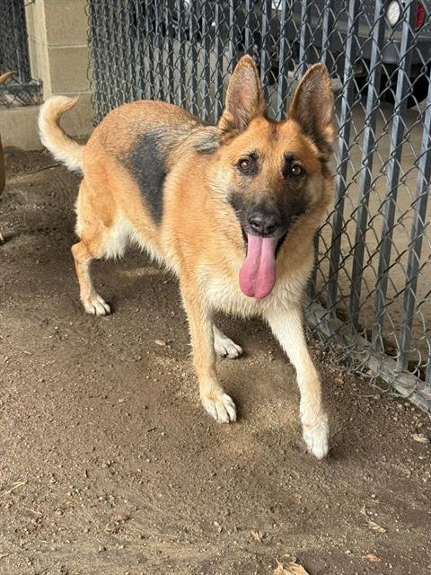 LUCILLE - German Shepherd Dog available for adoption