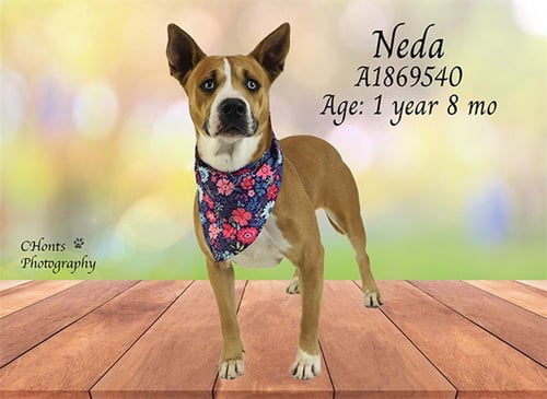 NEDA - Pit Bull Terrier available for adoption