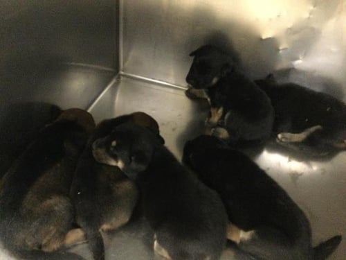 LAVENDER - Doberman Pinscher available for adoption