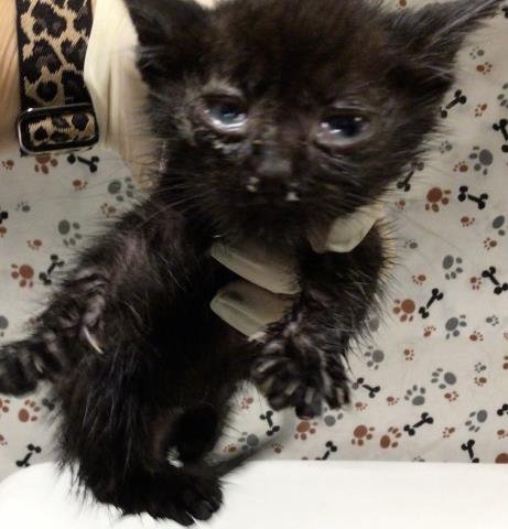 NEW YEARS - Domestic Short Hair available for adoption
