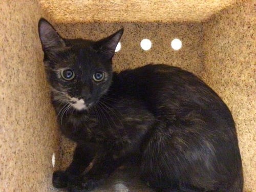MAGGIE - Domestic Short Hair available for adoption
