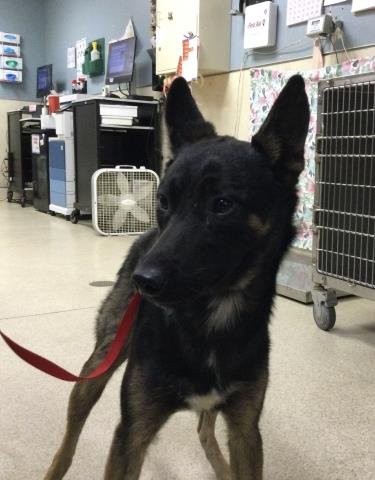 PETER - German Shepherd Dog available for adoption