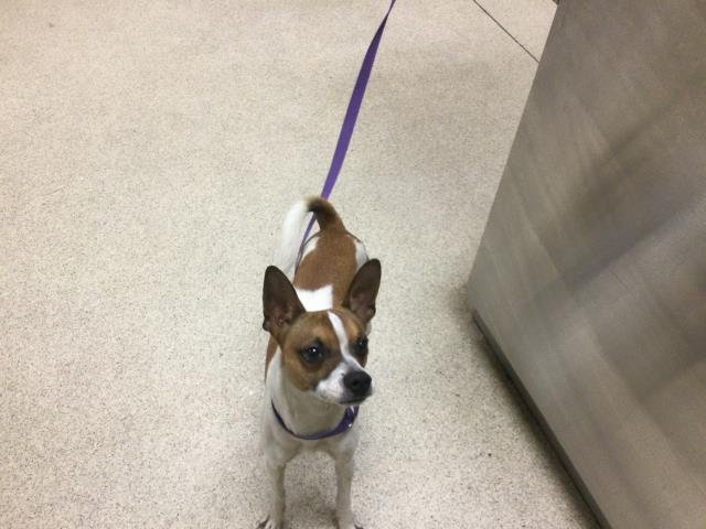 ODIE - Jack Russell Terrier (Parson Russell Terrier) available for adoption