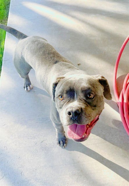 GORDITO - Pit Bull Terrier available for adoption