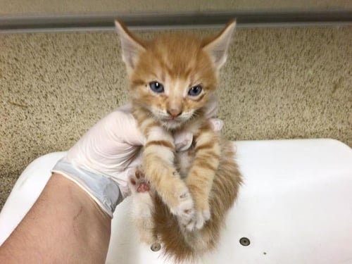 RALPHIE - Domestic Medium Hair available for adoption