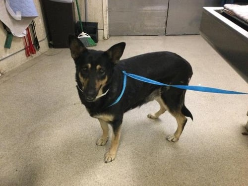 BETH - German Shepherd Dog available for adoption