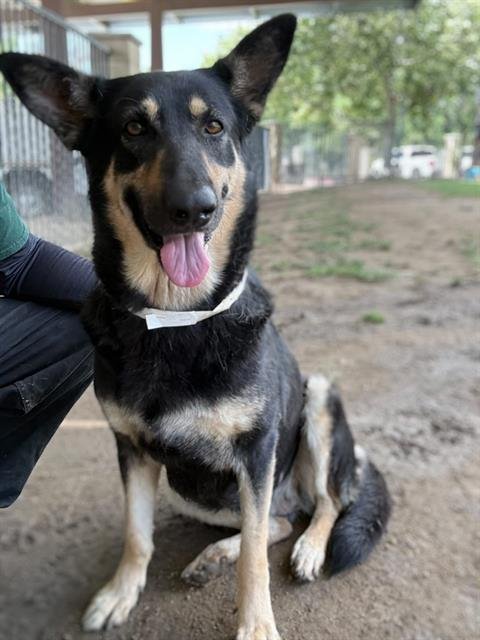 BETH - German Shepherd Dog available for adoption
