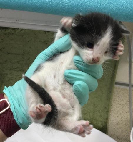 PEANUT - Domestic Short Hair available for adoption
