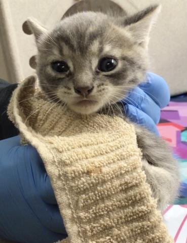 JOJO - Domestic Short Hair available for adoption