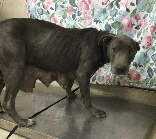 EMBER - Pit Bull Terrier available for adoption