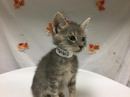 COCACOLA - Domestic Short Hair available for adoption