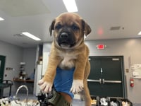 DODGER - Photo 1