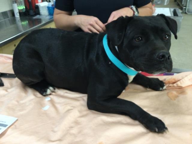 RUBY - Pit Bull Terrier available for adoption