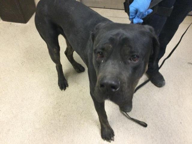 BRIAN - Cane Corso Mastiff available for adoption