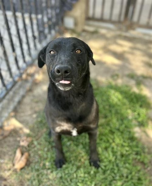 BRUNO - Labrador Retriever available for adoption