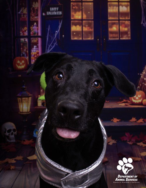 BRUNO - Labrador Retriever available for adoption