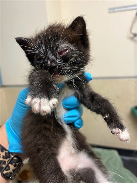 SWEET AND CONDENSE - Domestic Short Hair available for adoption