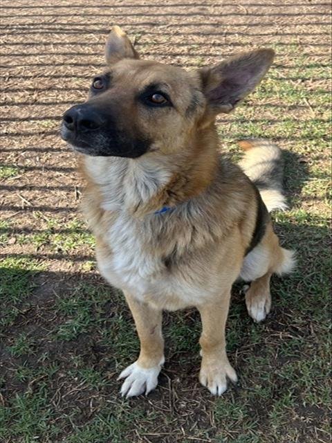 DUDE - German Shepherd Dog available for adoption