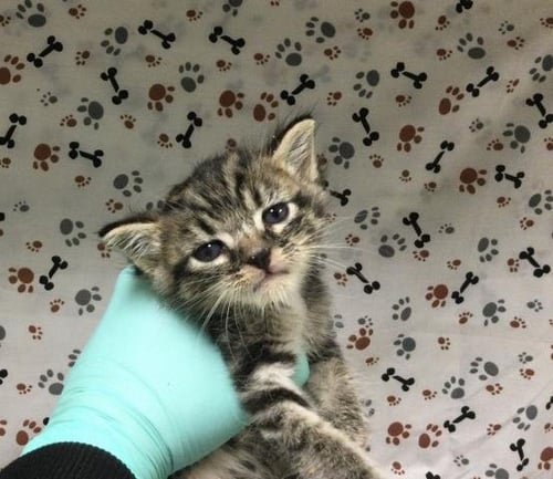 BELLA - Domestic Short Hair available for adoption
