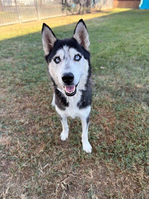 SIERRA MIST - Siberian Husky available for adoption
