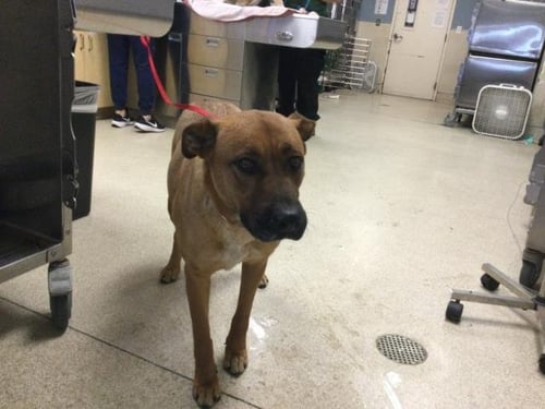 DESTINEE - German Shepherd Dog available for adoption