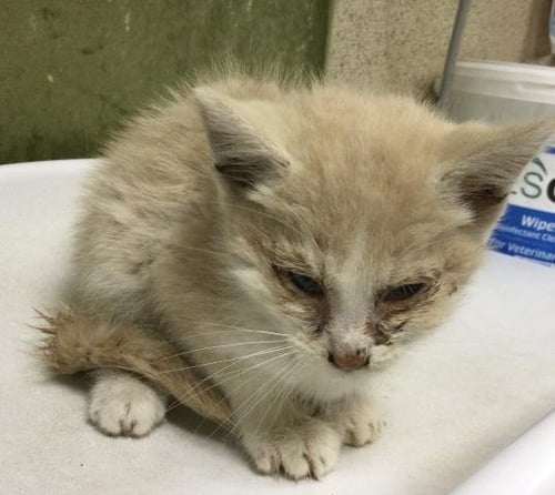 LEAF - Domestic Short Hair available for adoption