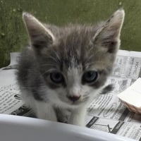 MOUSE - Photo 1