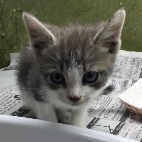 MOUSE - Domestic Short Hair available for adoption