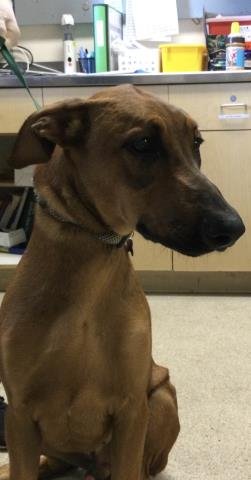 MILES - Rhodesian Ridgeback available for adoption