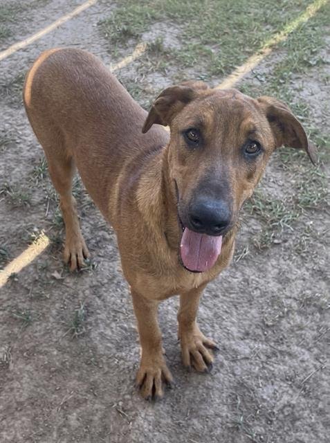 MILES - Rhodesian Ridgeback available for adoption