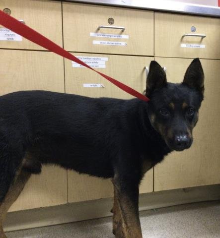 REX - German Shepherd Dog available for adoption