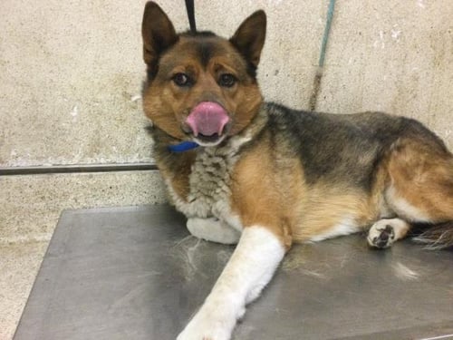 FLOOF - Akita available for adoption