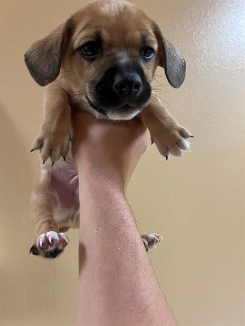 BABY - Chihuahua available for adoption