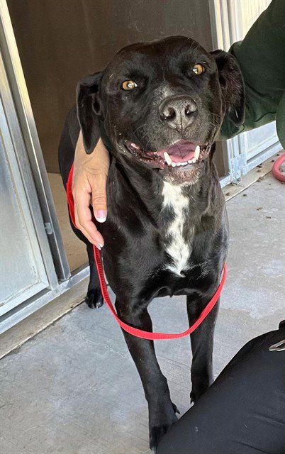 JELLYBEAN - Labrador Retriever available for adoption