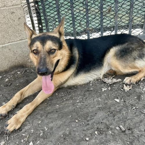 HOUDINI - German Shepherd Dog available for adoption