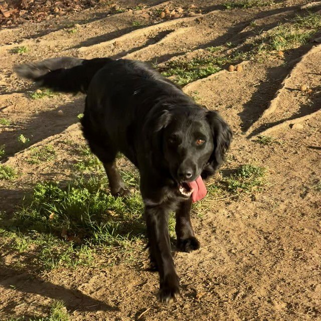 HERSHEY - German Shepherd Dog available for adoption