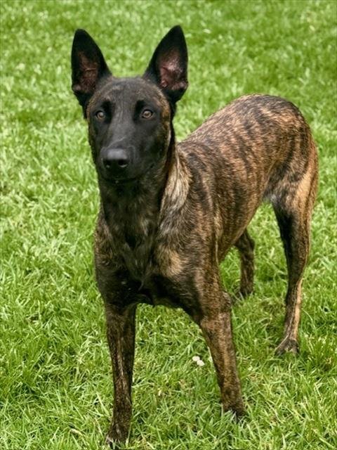 DEJA - Dutch Shepherd available for adoption