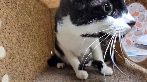 CHLOE - Domestic Short Hair available for adoption