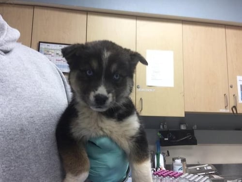 WILLOW - Siberian Husky available for adoption