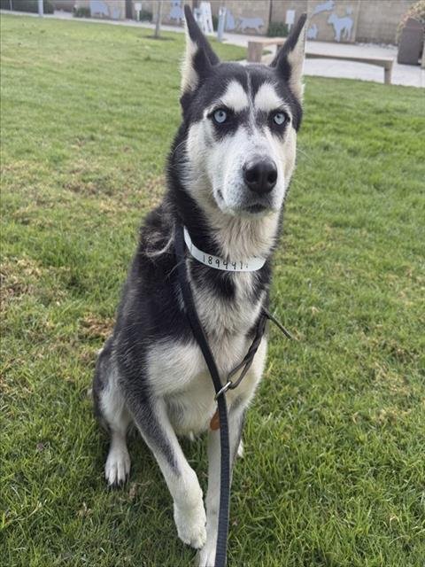 FOREST - Siberian Husky available for adoption