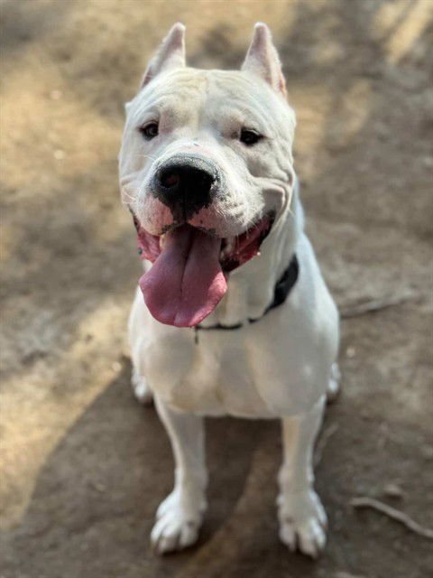 TINY - Dogo Argentino available for adoption