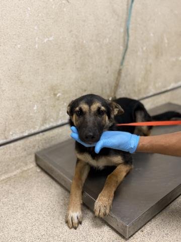 A1935314 - German Shepherd Dog available for adoption
