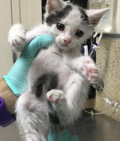 SCOUT - Domestic Short Hair available for adoption