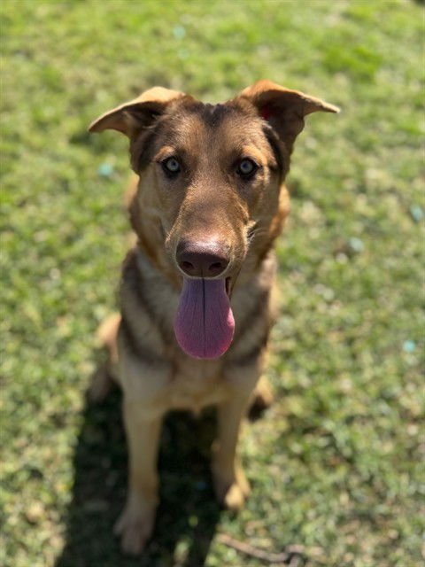 YOGI - German Shepherd Dog available for adoption