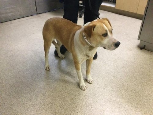 FIG - Pit Bull Terrier available for adoption