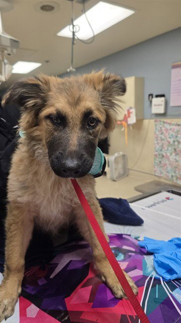 LISA - German Shepherd Dog available for adoption