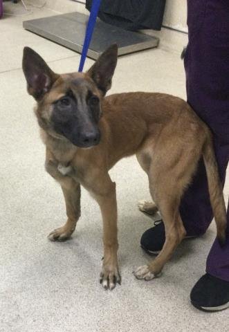 KHLOE - Belgian Shepherd Malinois available for adoption